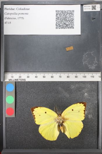Media type: image;   Entomology 117143